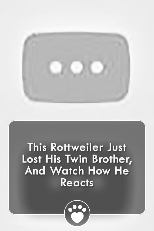 This Rottweiler Just Lost His Twin Brother, And Watch How He Reacts