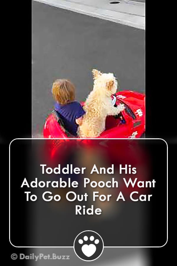 Toddler And His Adorable Pooch Want To Go Out For A Car Ride