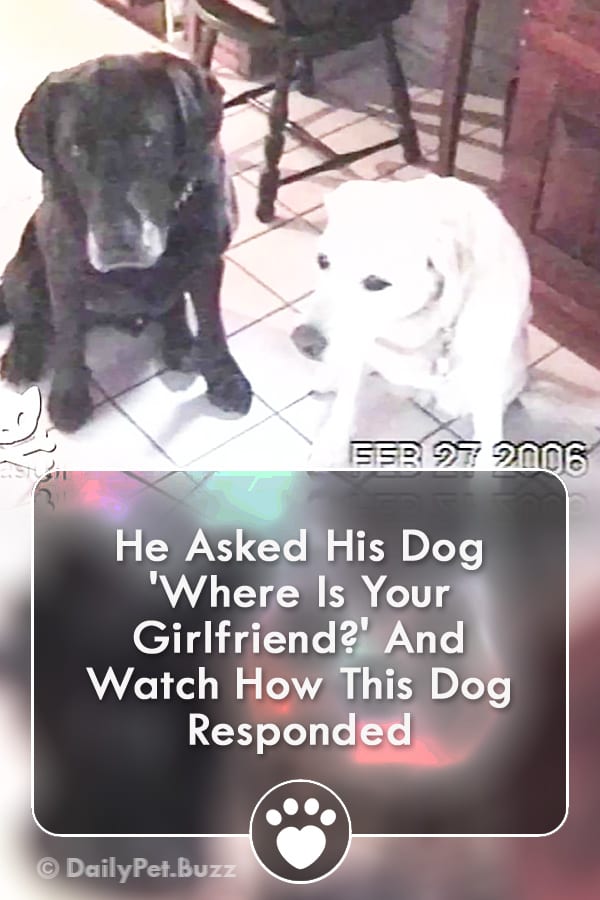 He Asked His Dog \'Where Is Your Girlfriend?\' And Watch How This Dog Responded