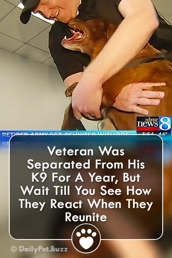 Veteran Was Separated From His K9 For A Year, But Wait Till You See How They React When They Reunite