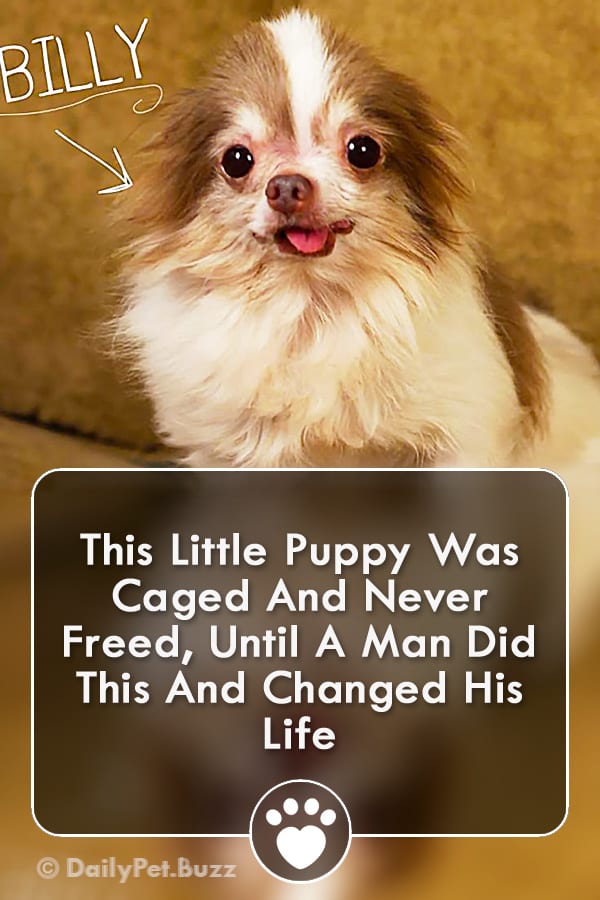This Little Puppy Was Caged And Never Freed, Until A Man Did This And Changed His Life