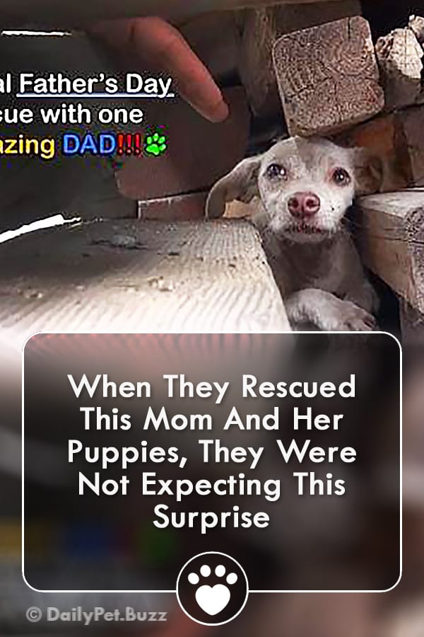 When They Rescued This Mom And Her Puppies, They Were Not Expecting This Surprise