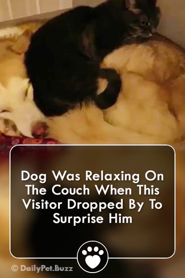 Dog Was Relaxing On The Couch When This Visitor Dropped By To Surprise Him
