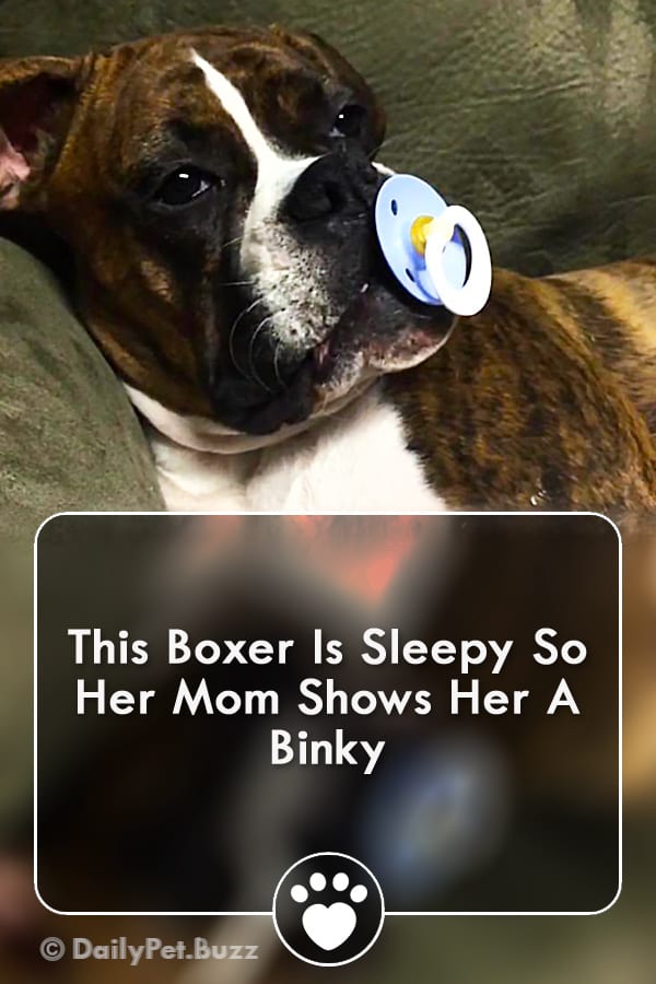 This Boxer Is Sleepy So Her Mom Shows Her A Binky