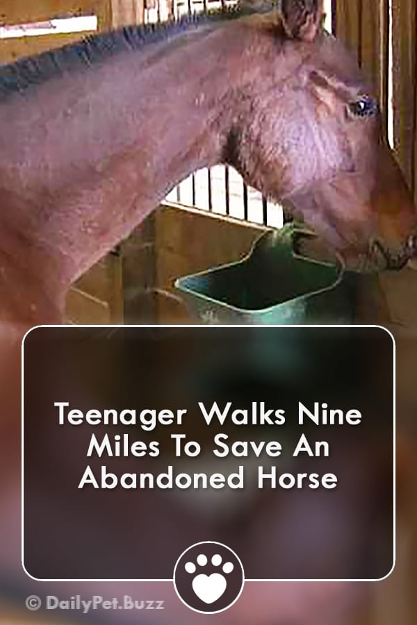 Teenager Walks Nine Miles To Save An Abandoned Horse
