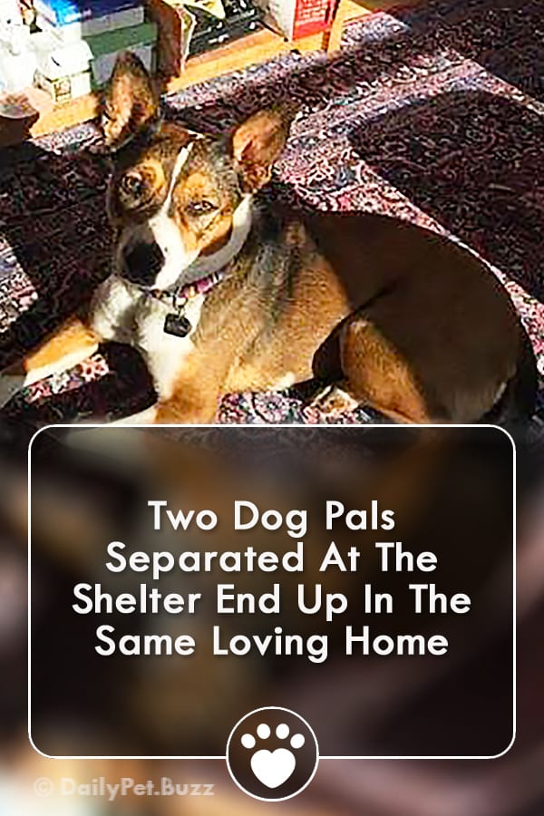 Two Dog Pals Separated At The Shelter End Up In The Same Loving Home