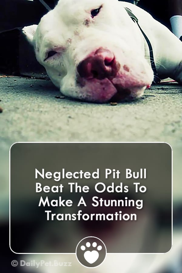 Neglected Pit Bull Beat The Odds To Make A Stunning Transformation