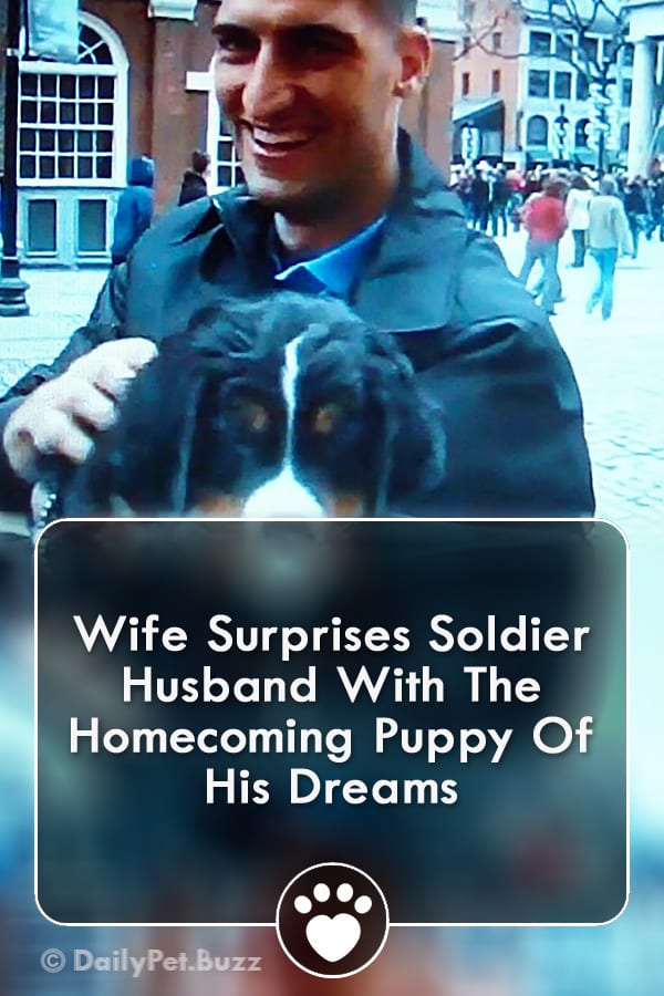 Wife Surprises Soldier Husband With The Homecoming Puppy Of His Dreams