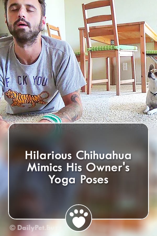 Hilarious Chihuahua Mimics His Owner\'s Yoga Poses