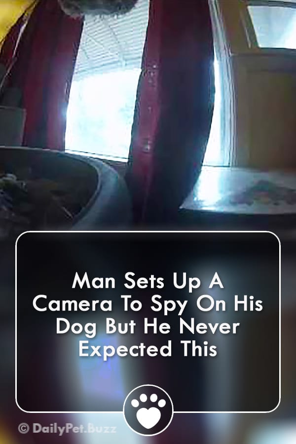 Man Sets Up A Camera To Spy On His Dog But He Never Expected This