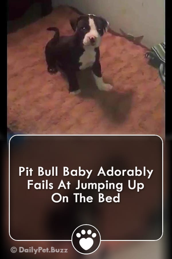 Pit Bull Baby Adorably Fails At Jumping Up On The Bed