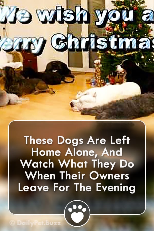 These Dogs Are Left Home Alone, And Watch What They Do When Their Owners Leave For The Evening