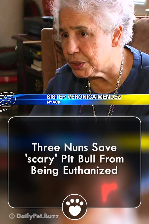 Three Nuns Save \'scary\' Pit Bull From Being Euthanized