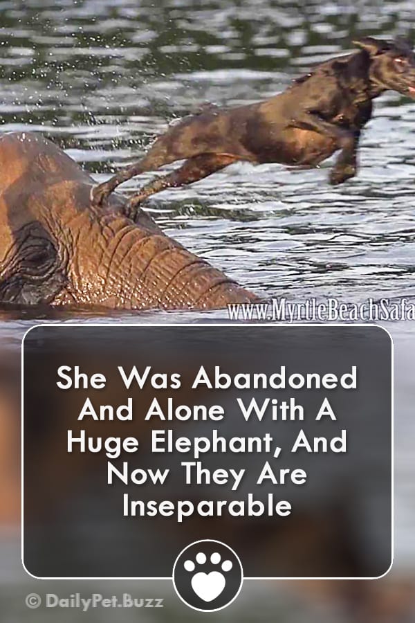 She Was Abandoned And Alone With A Huge Elephant, And Now They Are Inseparable