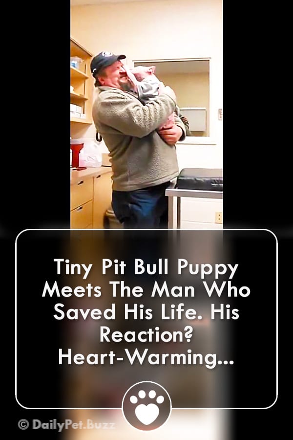 Tiny Pit Bull Puppy Meets The Man Who Saved His Life. His Reaction? Heart-Warming...