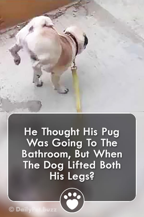 He Thought His Pug Was Going To The Bathroom, But When The Dog Lifted Both His Legs?
