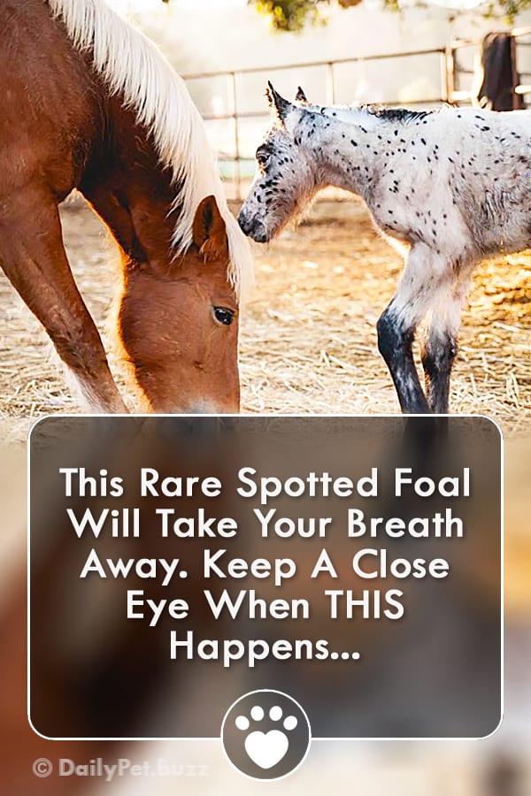 This Rare Spotted Foal Will Take Your Breath Away. Keep A Close Eye When THIS Happens...