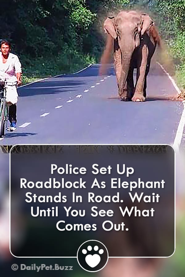 Police Set Up Roadblock As Elephant Stands In Road. Wait Until You See What Comes Out.