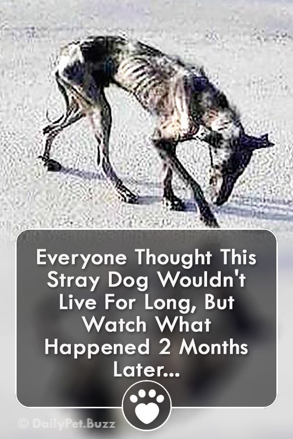 Everyone Thought This Stray Dog Wouldn\'t Live For Long, But Watch What Happened 2 Months Later...