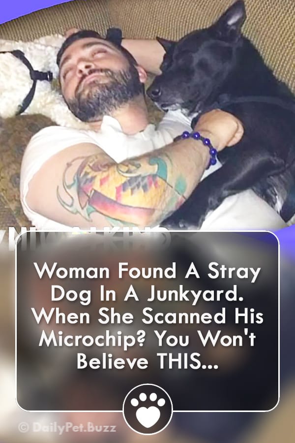 Woman Found A Stray Dog In A Junkyard. When She Scanned His Microchip? You Won\'t Believe THIS...