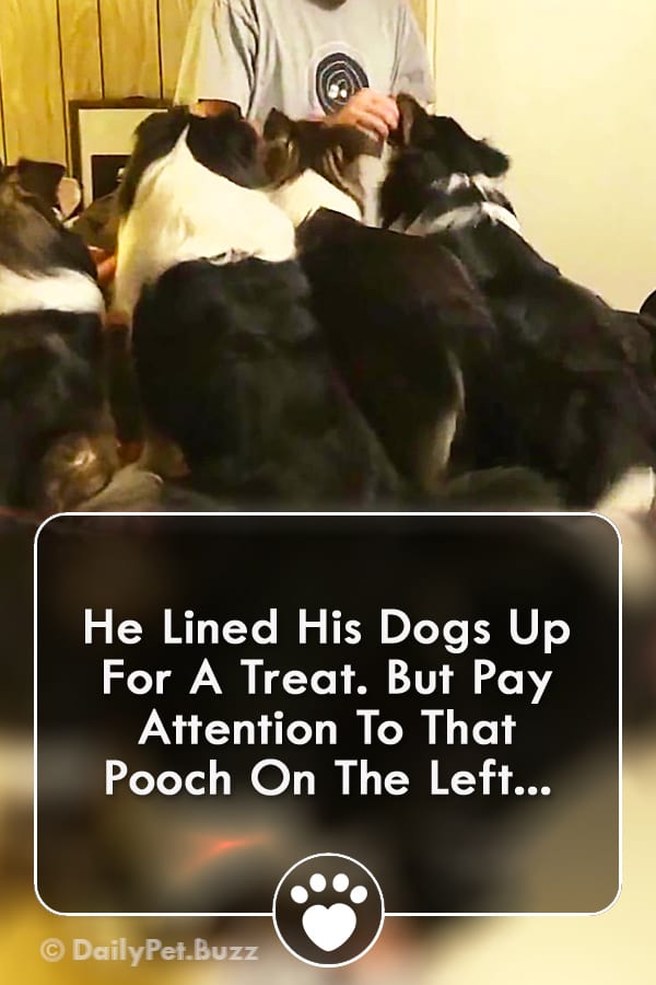 He Lined His Dogs Up For A Treat. But Pay Attention To That Pooch On The Left...