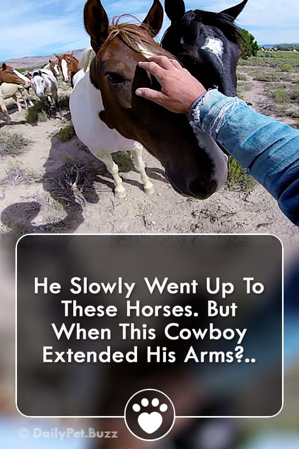 He Slowly Went Up To These Horses. But When This Cowboy Extended His Arms?..