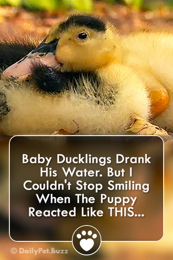 Baby Ducklings Drank His Water. But I Couldn\'t Stop Smiling When The Puppy Reacted Like THIS...