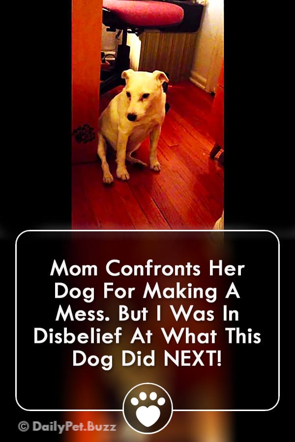 Mom Confronts Her Dog For Making A Mess. But I Was In Disbelief At What This Dog Did NEXT!