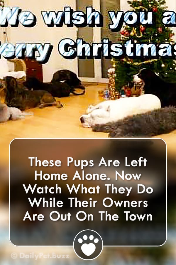 These Pups Are Left Home Alone. Now Watch What They Do While Their Owners Are Out On The Town