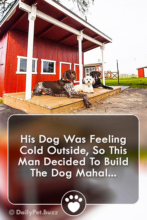 His Dog Was Feeling Cold Outside, So This Man Decided To Build The Dog Mahal...