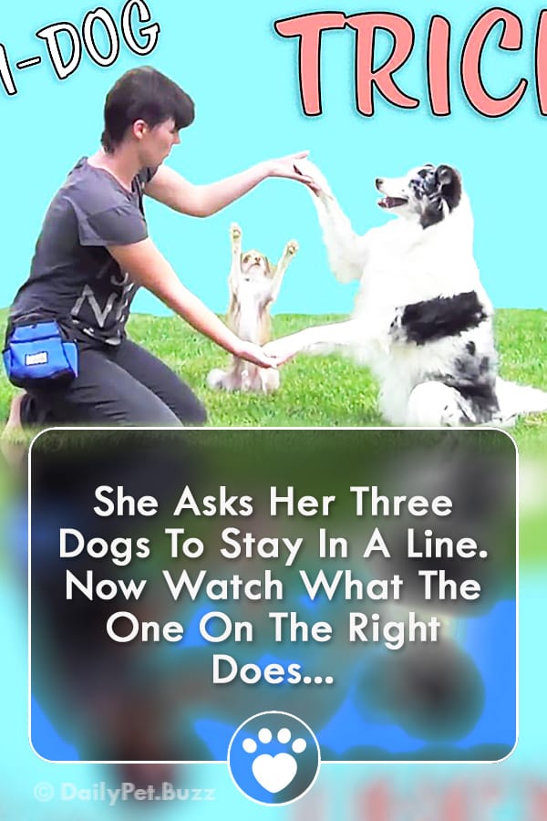 She Asks Her Three Dogs To Stay In A Line. Now Watch What The One On The Right Does...