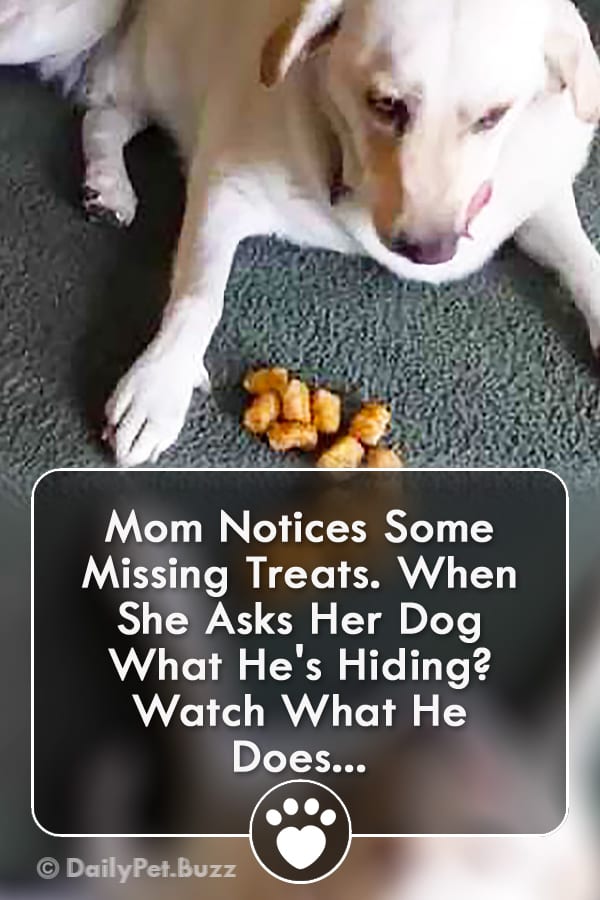 Mom Notices Some Missing Treats. When She Asks Her Dog What He\'s Hiding? Watch What He Does...