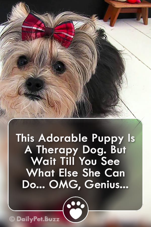 This Adorable Puppy Is A Therapy Dog. But Wait Till You See What Else She Can Do... OMG, Genius...
