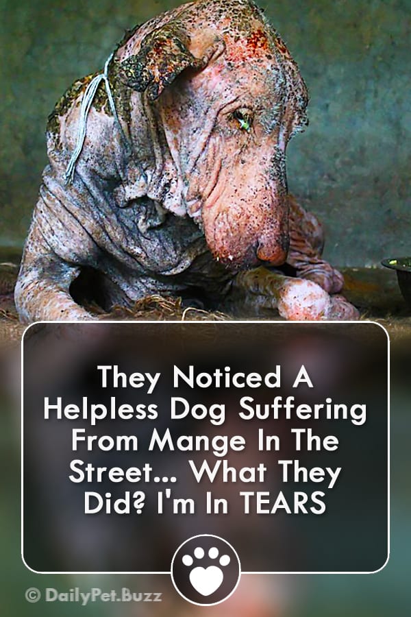 They Noticed A Helpless Dog Suffering From Mange In The Street... What They Did? I\'m In TEARS