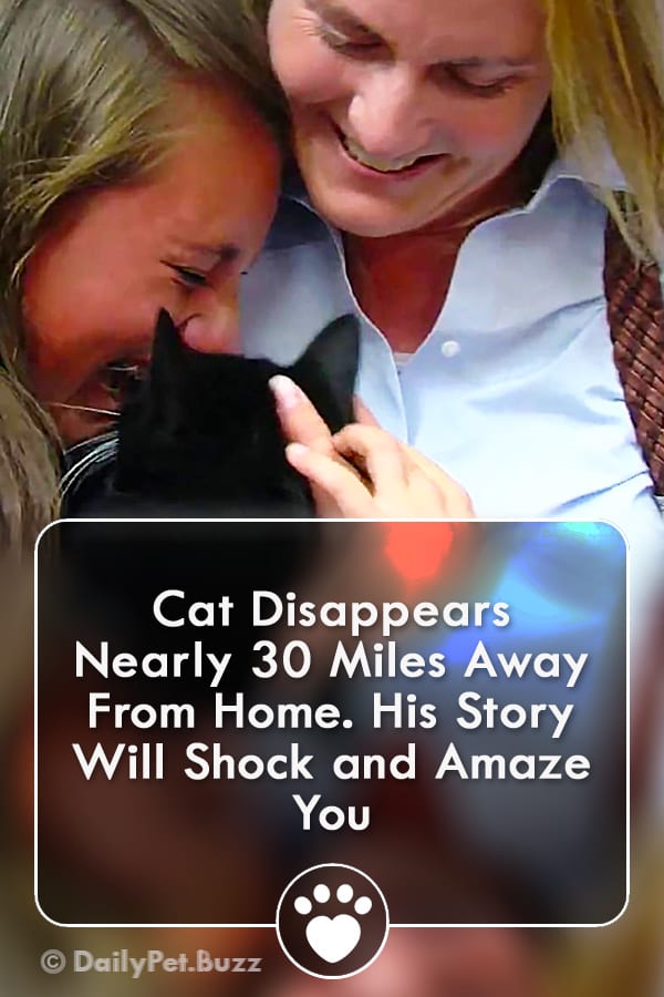 Cat Disappears Nearly 30 Miles Away From Home. His Story Will Shock and Amaze You