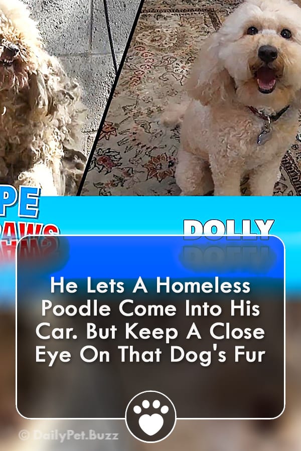 He Lets A Homeless Poodle Come Into His Car. But Keep A Close Eye On That Dog\'s Fur