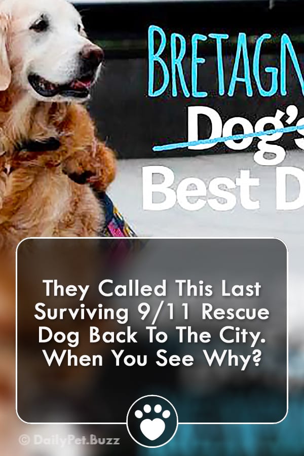 They Called This Last Surviving 9/11 Rescue Dog Back To The City. When You See Why?