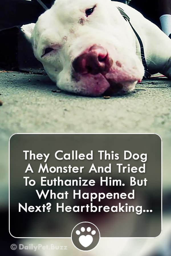 They Called This Dog A Monster And Tried To Euthanize Him. But What Happened Next? Heartbreaking...