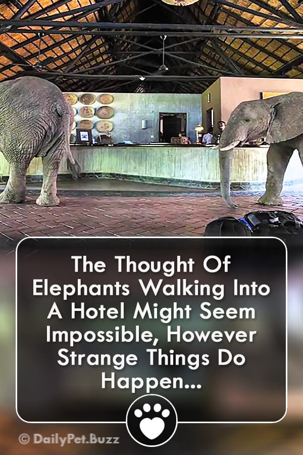 The Thought Of Elephants Walking Into A Hotel Might Seem Impossible, However Strange Things Do Happen...