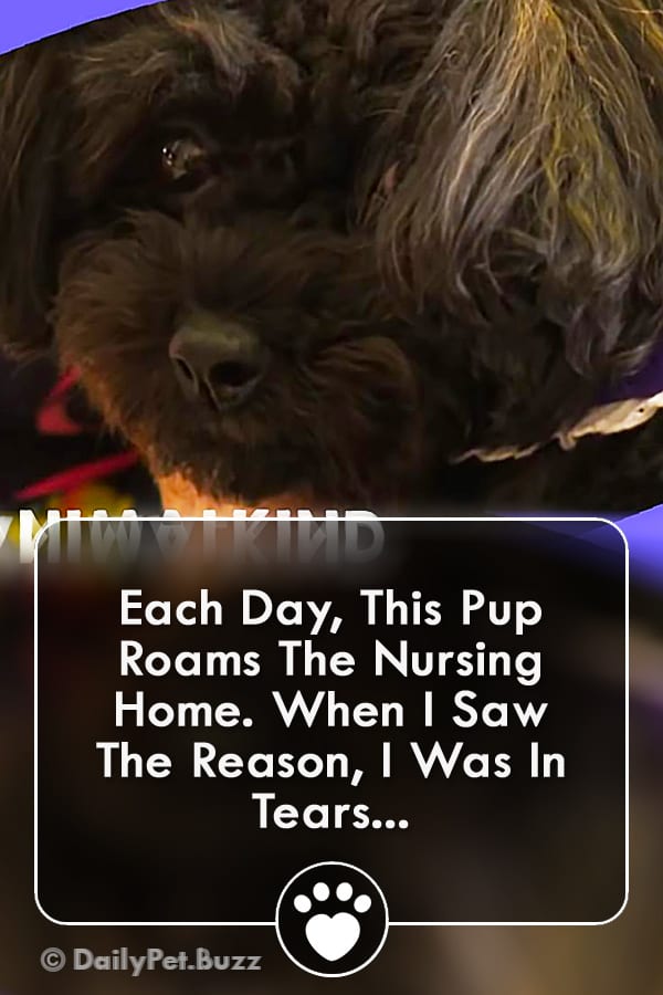 Each Day, This Pup Roams The Nursing Home. When I Saw The Reason, I Was In Tears...