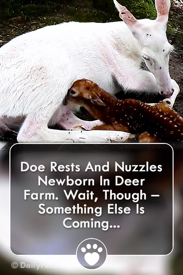 Doe Rests And Nuzzles Newborn In Deer Farm. Wait, Though – Something Else Is Coming...
