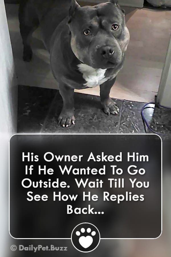 His Owner Asked Him If He Wanted To Go Outside. Wait Till You See How He Replies Back...