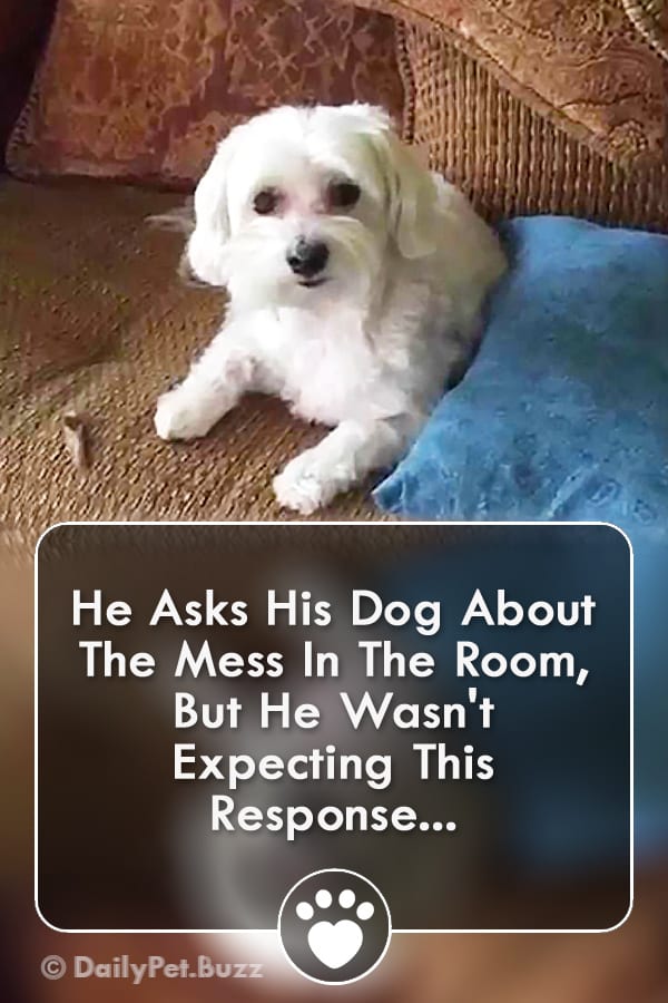He Asks His Dog About The Mess In The Room, But He Wasn\'t Expecting This Response...
