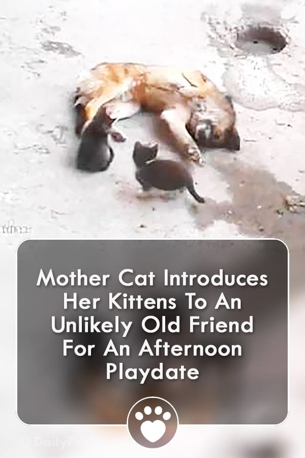 Mother Cat Introduces Her Kittens To An Unlikely Old Friend For An Afternoon Playdate