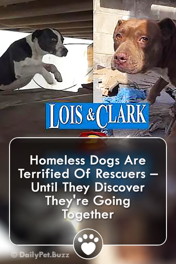 Homeless Dogs Are Terrified Of Rescuers – Until They Discover They\'re Going Together