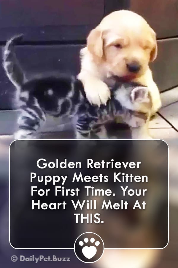 Golden Retriever Puppy Meets Kitten For First Time. Your Heart Will Melt At THIS.
