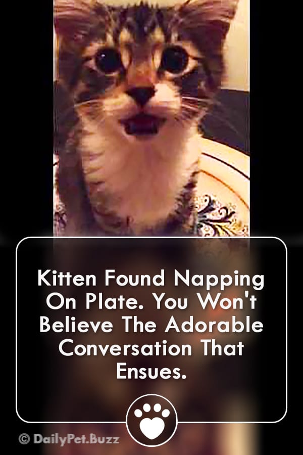 Kitten Found Napping On Plate. You Won\'t Believe The Adorable Conversation That Ensues.