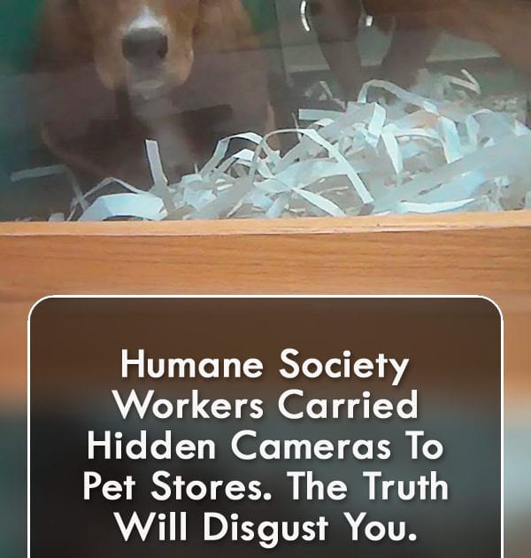 Pinterest Hidden Image