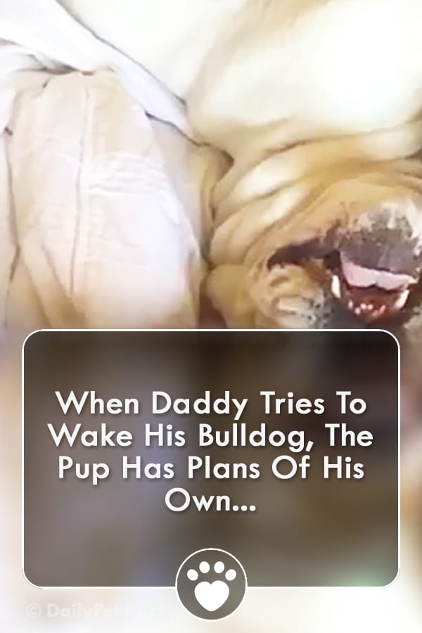 When Daddy Tries To Wake His Bulldog, The Pup Has Plans Of His Own...