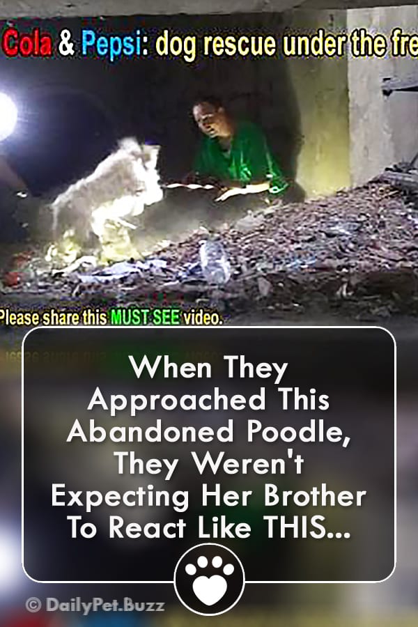 When They Approached This Abandoned Poodle, They Weren\'t Expecting Her Brother To React Like THIS...